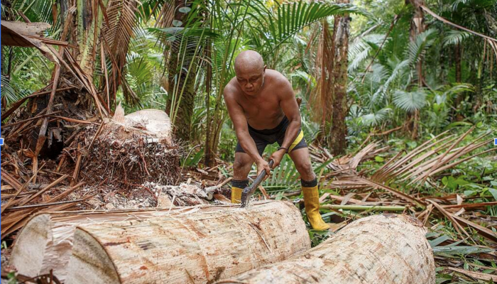 Yuk! Kenali Manfaat Sagu Bagi Kesehatan