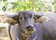 Pedagang Kerbau Asal Toraja Meradang, Sudah Bayar Rp25 Juta Surat Karantina tapi 48 Ekor Kerbaunya Tertahan di Surabaya