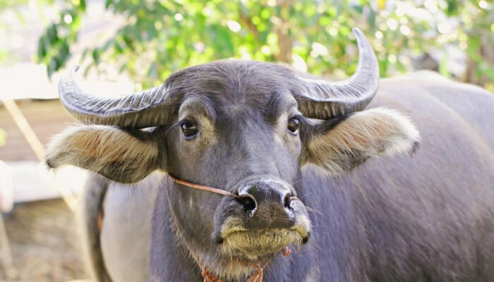 Pedagang Kerbau Asal Toraja Meradang, Sudah Bayar Rp25 Juta Surat Karantina tapi 48 Ekor Kerbaunya Tertahan di Surabaya