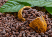 Sisi Lain Kenaikan Dollar, Harga Biji Kakao Tembus Rp62 Ribu per Kg, Petani Gembira
