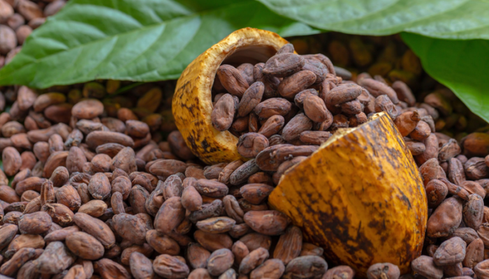 Sisi Lain Kenaikan Dollar, Harga Biji Kakao Tembus Rp62 Ribu per Kg, Petani Gembira